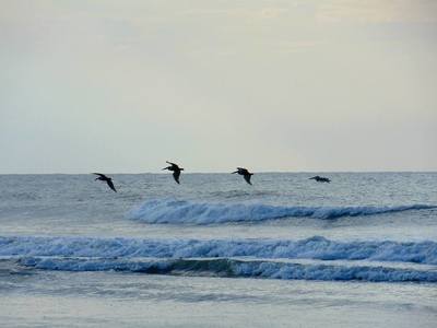You just might see pelicans over the ocean in Surf City.
