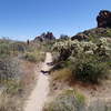 The Terrapin Trail houses plenty of cholla alongside the tread – be careful!