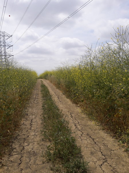 Doubletrack flows through a field of wildflowers along the Skyline Trail.