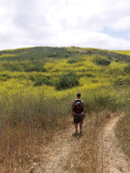 The Skyline Trail comes to a split just before this. This is a picture of the left trail (Skyline Spur). Enjoy fields of wildflowers along this spur.