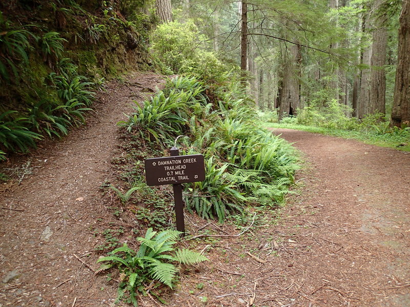 Good signage marks the junction of the Damnation Creek Trail with the Coastal Trail.