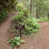 Good signage marks the junction of the Damnation Creek Trail with the Coastal Trail.