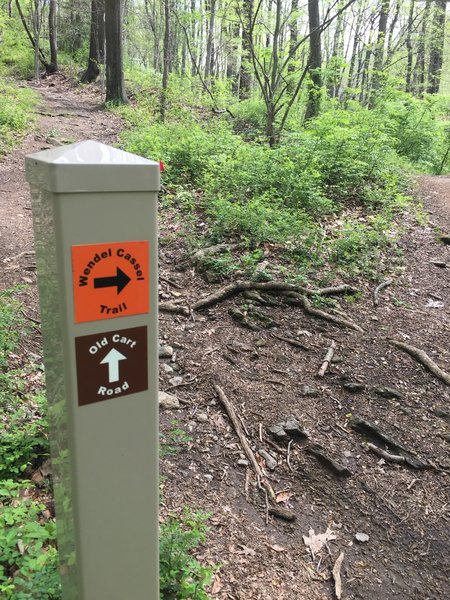 Intersection of Old Cart Road and the Wendel Cassel Trail.