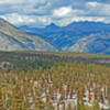 Foxtail pine rise from the granite along Red Spur Lakes Plateau. This view is looking toward Kern Peak, Kern Canyon, and the Sierra Crest.