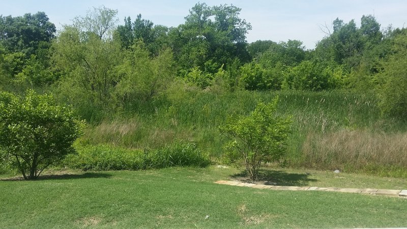 Lush vegetation surrounds Watters Creek.
