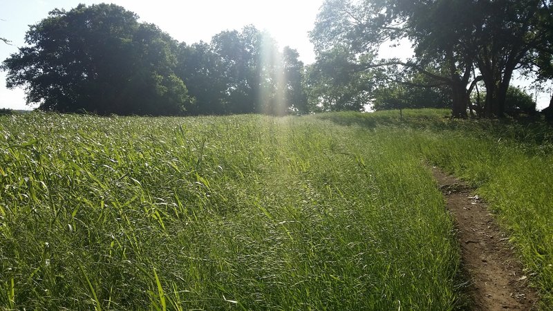 Lush native vegetation masks the trail in small meadows.