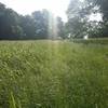 Lush native vegetation masks the trail in small meadows.