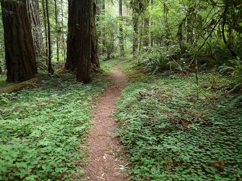 Wellman Loop Trail traverses age-old forests in the heart of the redwoods.