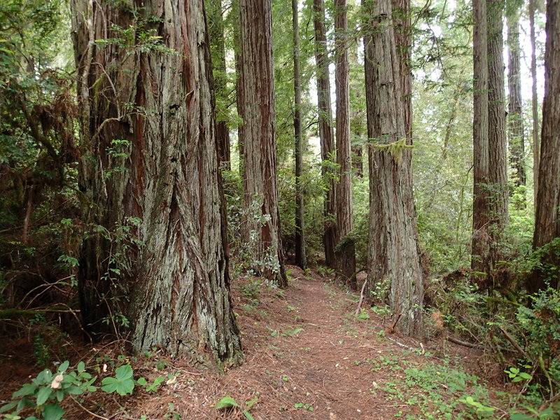 The Wellman Loop Trail traverses the base of numerous towering redwoods.