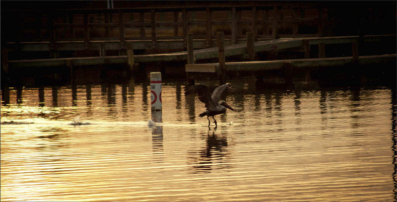 A pelican flies over the sound at Soundside Park in Surf City, NC.