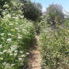 Wildflowers hug the Coyote Trail in the spring.