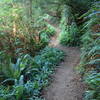 Trillium Falls Trail meanders through age-old forests to a beautiful waterfall.