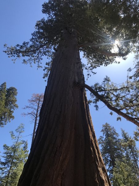 This is one of the first sequoias on the loop.