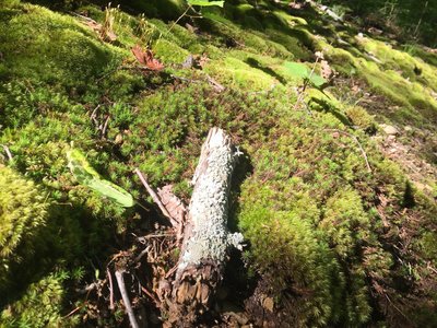 A mossy carpet along Mossy Ridge.