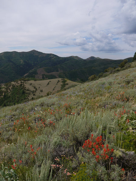 Wasatch wildflowers along the Great Western Trail.