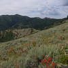 Wasatch wildflowers along the Great Western Trail.