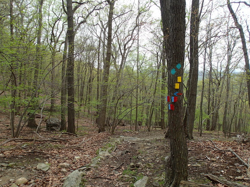 The Bluebird-Stillman trail junction.