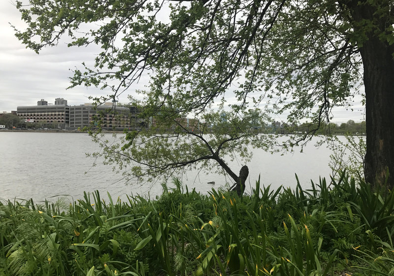 View across Harlem River towards E. 117th St. from end of Water's Edge Garden path.