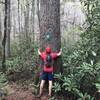 One of the old growth trees along the lower part of Darnell Creek Trail.