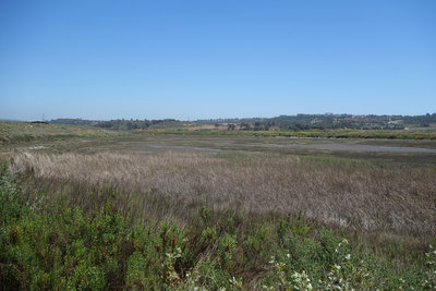 San Dieguito Lagoon in late spring.
