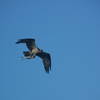 Osprey with a mullet flying back to the nest.