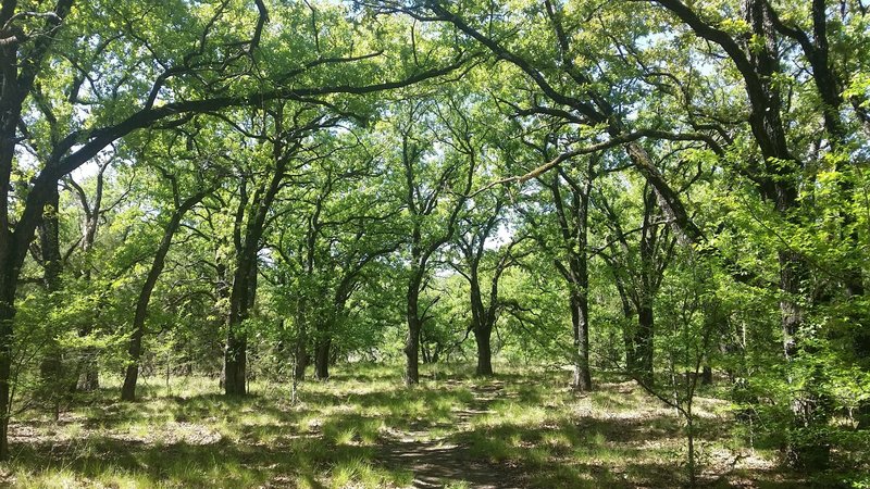 The shaded canopy of the Savanah Post Oak.