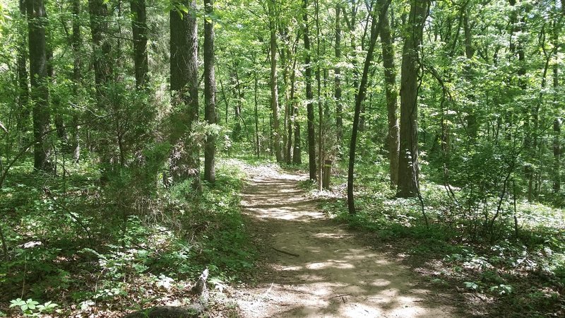 The lush undergrowth of the Lake Shore Trail.