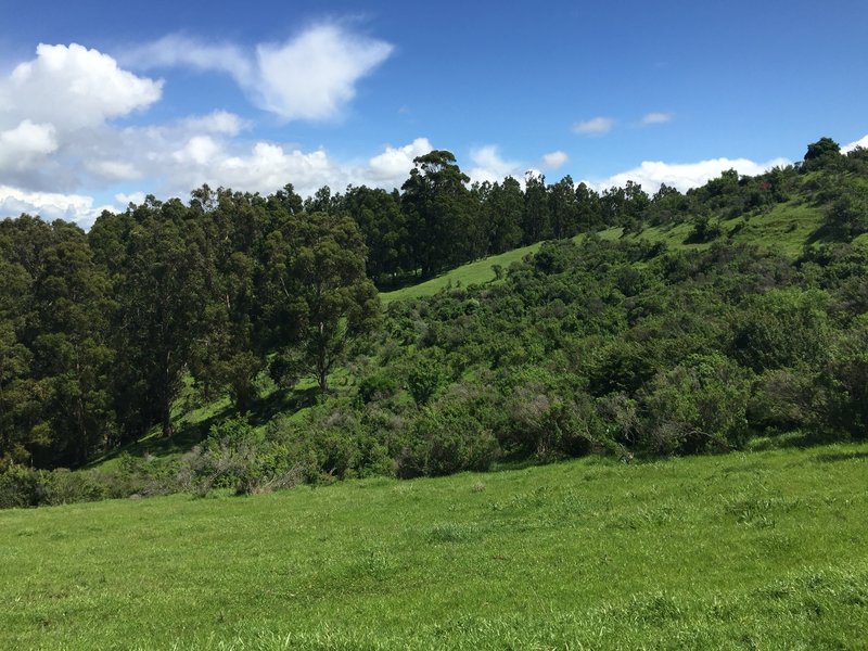 Enjoy beautiful hillside scenery along the Carquinez Overlook Loop Trail.