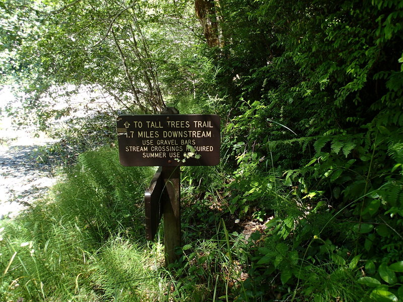 Emerald Ridge Trail ends here at the bank of Redwood Creek.