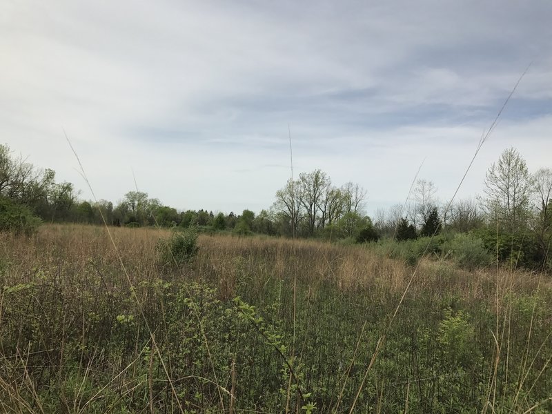 This is one of the prairies on the trail that provides a unique peek into a more crowded prairie with surrounding forest and wetland area, providing unique habitat for native animal species.