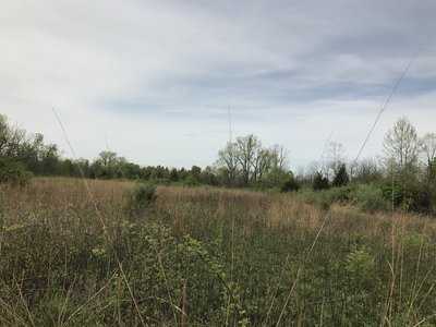 This is one of the prairies on the trail that provides a unique peek into a more crowded prairie with surrounding forest and wetland area, providing unique habitat for native animal species.