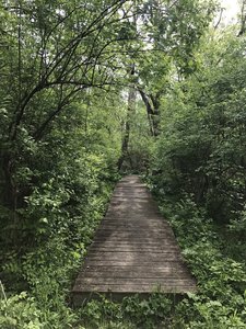 The awesome boardwalk on the Green Trail.