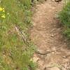 A bull snake slithers across the trail.