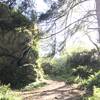 A big rock on Patrick's Point Rim Trail.