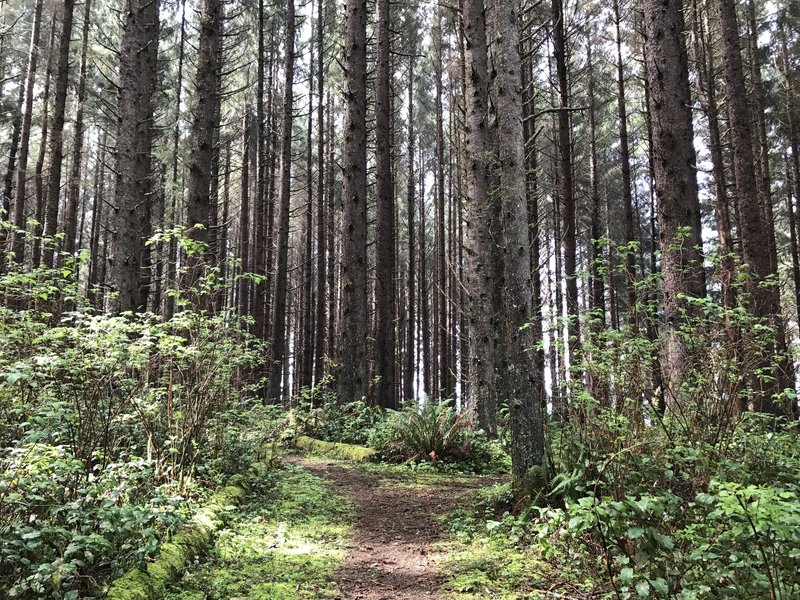 Tall trees along the Azalea Trail.