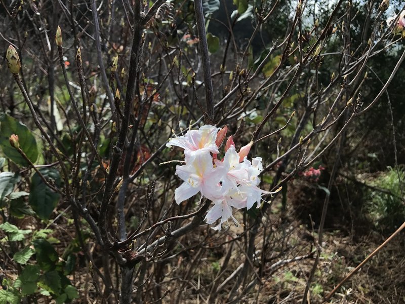 Azalea blossom.