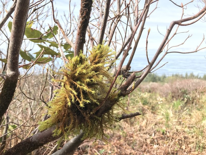 Moss growing in the branches.