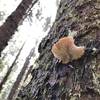Mushroom on a Sitka spruce.