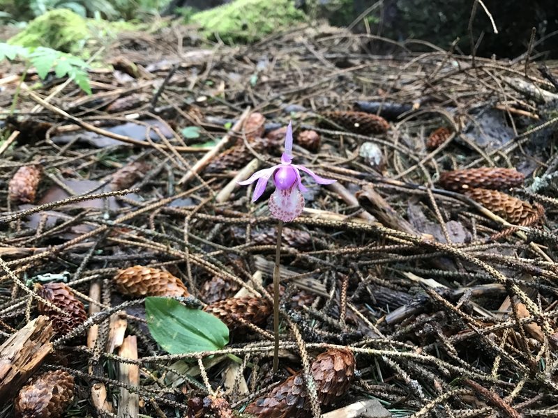 Flower in Sitka spruce forest.