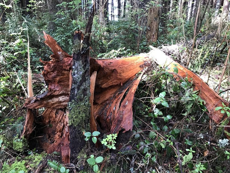 A fallen Sitka spruce tree.