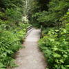 Park Road/Fern Canyon Trail.