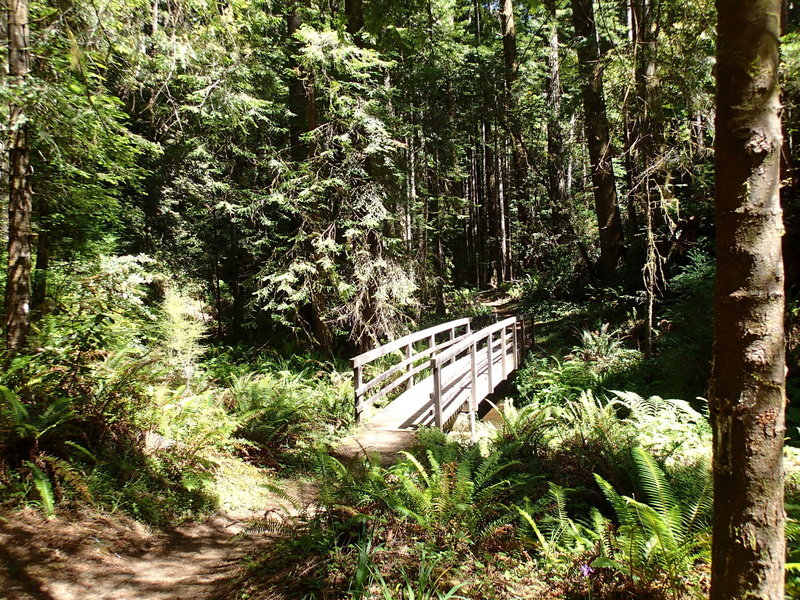 The bridge on the Fern Canyon Trail.