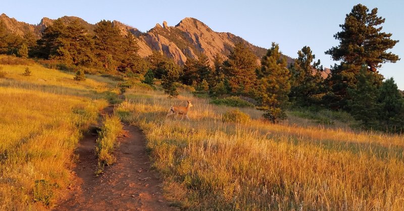 A deer near the Homestead Trail. From August 2016.