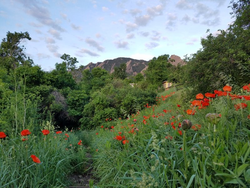 Poppies blooming at the start of the Enchanted Mesa Trail. June 2016.