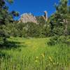 Daisies blooming along the Mesa Trail. June 2016.