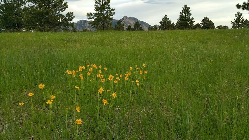 Flowers in the meadow along Prairie Vista Trail. June 2016.