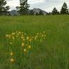 Flowers in the meadow along Prairie Vista Trail. June 2016.