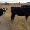 Share the trail with cows along the Greenbelt Connector to the Flatirons Vista Trail. October 2015.