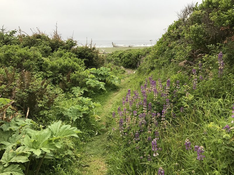 The trail transitions from Dry Lagoon Beach.