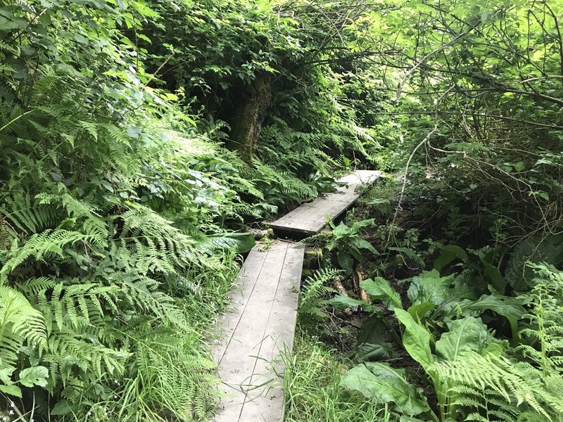 Wooden boards over a muddy section.